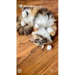 Kater Kasimir Premium Katzenminze, 60g Vorratspack (getrocknet, Geschnitten Und Gesiebt) -Katzenbedarf Geschäft 0a8ae32e60664223a1beefc94e9ac56208606b87 1408153 de DE adc4a873272fd6b5f96f57d3a5134693bfc5f272qXbFbT