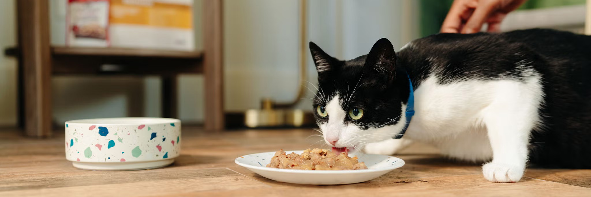 Katzenbedarf Geschäft -Katzenbedarf Geschäft 1