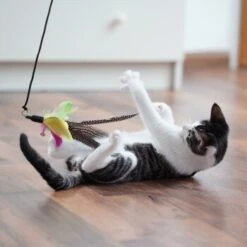 Schlitzohr Katzenangel Federanhänger 5x 20 Schlitzohr Katzenangel Federanhänger 5x -Katzenbedarf Geschäft 11ed2d225658009b8abd2f7334a71527c7d32c64 1484675 de DE 2194cc6dae193c9b0d821763f83834cddf74faa5Q2fI5o