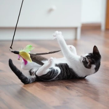 Schlitzohr Katzenangel Federanhänger 5x 11 Schlitzohr Katzenangel Federanhänger 5x – Bild 9