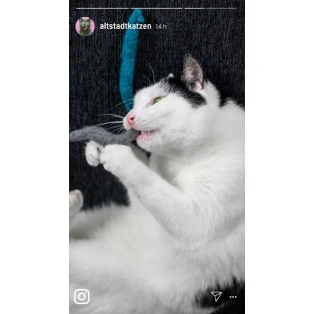 Kater Kasimir Deluxe Set Mit 9 Beliebten Katzenspielzeugen Aus Naturmaterial Und Handgemachtem CATMOM Armband 4 Kater Kasimir Deluxe Set Mit 9 Beliebten Katzenspielzeugen Aus Naturmaterial Und Handgemachtem CATMOM Armband – Bild 2