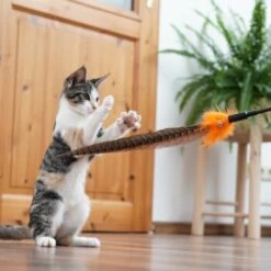 Schlitzohr Federwedel Birdy 3er Pack -Katzenbedarf Geschäft 2e08cedc855b4fe4d22372cc22f48cef3188be3c 1659562 de DE 4a8ba2ccf79071630769db1080a8b14fba93fcb3EKX8X8