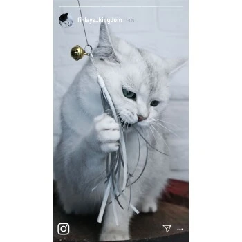 Kater Kasimir Deluxe Set Mit 9 Beliebten Katzenspielzeugen Aus Naturmaterial Und Handgemachtem CATMOM Armband 8 Kater Kasimir Deluxe Set Mit 9 Beliebten Katzenspielzeugen Aus Naturmaterial Und Handgemachtem CATMOM Armband – Bild 6