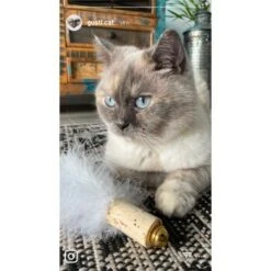 Kater Kasimir Deluxe Set Mit 9 Beliebten Katzenspielzeugen Aus Naturmaterial Und Handgemachtem CATDAD Armband -Katzenbedarf Geschäft 4d777484de5457a02028f595b53fdb1b69e309d7 1408151 de DE 911e17a5e45692f3789ac8bc9aee946048898d74SkrQo3