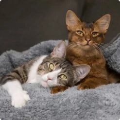 SELECT GOLD Adult Pure Huhn 12x85 G -Katzenbedarf Geschäft 536de371626fbac7381fe51ce63607aedfae0cd8 1099803 de DE 4 Select Gold Cat 7