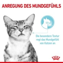 ROYAL CANIN SENSORY Feel In Gelee Für Wählerische Katzen 12x85g -Katzenbedarf Geschäft 590127f8e1b52f0756894eced70d3b3549a39521 4ac93b4f7ac0e7f93318f085864f31129c728871