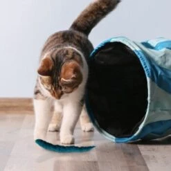 Kater Kasimir 3 Handgerollte Filzwürmchen Aus Schurwolle + 1 Mini-Flasche Katzenminze-Spray -Katzenbedarf Geschäft 628f7d1d4ec1f70990cd24d861db16d7b447278c 1409266 de DE e1034005335ef5de37662c8ab367f77b33e0f5830ItxtL