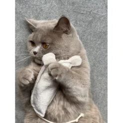 Kater Kasimir Premium Paket Mit 7 Beliebten Katzenspielzeugen Aus Naturmaterial 11 Kater Kasimir Premium Paket Mit 7 Beliebten Katzenspielzeugen Aus Naturmaterial -Katzenbedarf Geschäft 69d850d83d44dd51ee163b4ce9871d685e5144a3 1408152 de DE 5e0e2fa341f3b7f13618444c260f3bc5df86140eIfTKHQ