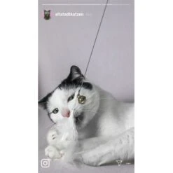 Kater Kasimir Premium Katzenangel Mit 4 Handgemachten Anhängern Aus Naturmaterial -Katzenbedarf Geschäft 770b4a4773ed49d435287f5ac0f03f94a117604e 1408150 de DE d77919138410a09ab67416f25ec15e6664e9d2ac4JZFQJ