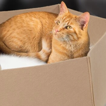 Canadian Cat Company Filzlounge AVA Beige M 4 Canadian Cat Company Filzlounge AVA Beige M – Bild 2