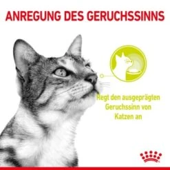ROYAL CANIN SENSORY Smell In Gelee Für Wählerische Katzen 12x85g -Katzenbedarf Geschäft 8189732b9ae1a398fb4fb109d95a4bf54f9ea43e e98d42f060ba951a9dc658034746788da77dfcfd