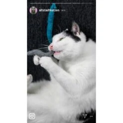 Kater Kasimir 3 Handgerollte Filzwürmchen Aus Schurwolle + 1 Mini-Flasche Katzenminze-Spray -Katzenbedarf Geschäft 9f7ff512709dd50e91c430c3ac3ef7ee598f1a2a 1409266 de DE 1fc0cc3c919dcaaf28a0e442859a52c0a2aaef43Mb7rqZ