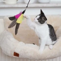 Schlitzohr Katzenangel Federanhänger 5x 19 Schlitzohr Katzenangel Federanhänger 5x -Katzenbedarf Geschäft ac968f3e92fea38def92e5a7524fa7085dc78563 1484675 de DE ddb20d567bfb55f49958028f07ad50186cd87523xUAnfc