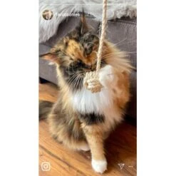 Kater Kasimir Deluxe Set Mit 9 Beliebten Katzenspielzeugen Aus Naturmaterial Und Handgemachtem CATMOM Armband 12 Kater Kasimir Deluxe Set Mit 9 Beliebten Katzenspielzeugen Aus Naturmaterial Und Handgemachtem CATMOM Armband -Katzenbedarf Geschäft b933584b7dcd56603dddd340f05442bfffc43e18 1408141 de DE 8e1afbeea10c4c53b2e3c89a347993a00031803ayqowzr