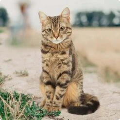 REAL NATURE Kitten Kalb & Geflügel Mit Lachsöl 6x400 G -Katzenbedarf Geschäft bc56b458619aa86240780c2f64ff928db9b8da6b 1246887 de DE Real Nature Original Cat Bild 2