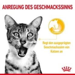 ROYAL CANIN SENSORY Taste In Soße Für Wählerische Katzen 12x85g -Katzenbedarf Geschäft c751e3e6549d8121352adbb96ff4d6211cb9969c 5358985e70471d76b714fd086a825163a25b9201