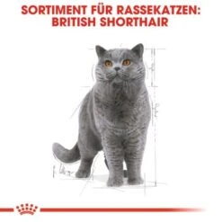 ROYAL CANIN British Shorthair 12x85g -Katzenbedarf Geschäft cef864a6d96bd724a83d6f9b8b025859b152e48f 162627d7285521633865f39e7637e23ccc5e9a86