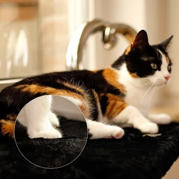 Lionto Katzenliege Für Fensterbank Schwarz 4 Lionto Katzenliege Für Fensterbank Schwarz – Bild 2