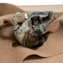 Canadian Cat Company Spielteppich Für Katzen Braun -Katzenbedarf Geschäft feeb1471a0788eb13995861dfe89bb445b21d4b8 1394213 de DE 4a32360e22e339a18cf0f9a52c488f1077251d777uzNQw
